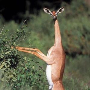 Meet your Posher, Daisy